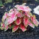 tuberi caladium carolyn whorton vigurosi calitate 1