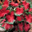 Bulbi Caladium Freida Hemple tuberi caladium frieda hemple vigurosi calitate 1 110x110