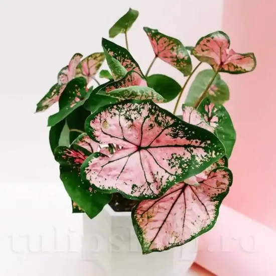 tuberi caladium pink beauty vigurosi calitate 1