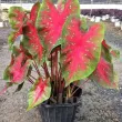 Bulbi Caladium Red Flash tuberi caladium red flash vigurosi calitate 1 110x110