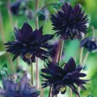 amenajare gradina caldarusa black barlow speciala 110x110