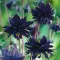 Bulbi Caldarusa Black Barlow (Aquilegia)