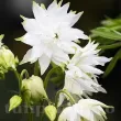 Bulbi Caldarusa White Barlow (Aquilegia) amenajare gradina umbra caldarusa white barlow 110x110