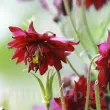 Bulbi Caldarusa Bordeaux (Aquilegia) decor gradina caldarusa bordeaux barlow superioara 110x110