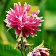decor gradina caldarusa pink barlow superioara 110x110