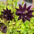 detaliu floare caldarusa black barlow batuta 110x110