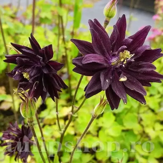 detaliu floare caldarusa black barlow batuta