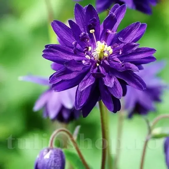 detaliu floare caldarusa blue barlow batuta