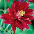Bulbi Caldarusa Bordeaux (Aquilegia) detaliu floare caldarusa bordeaux barlow grena batuta 110x110