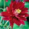 Bulbi Caldarusa Bordeaux (Aquilegia)