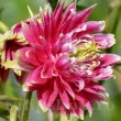 detaliu floare caldarusa pink barlow batuta roz 110x110