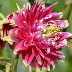 Bulbi Caldarusa Pink Barlow (Aquilegia)