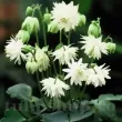 Bulbi Caldarusa White Barlow (Aquilegia) detaliu floare caldarusa white barlow batuta alba 110x110