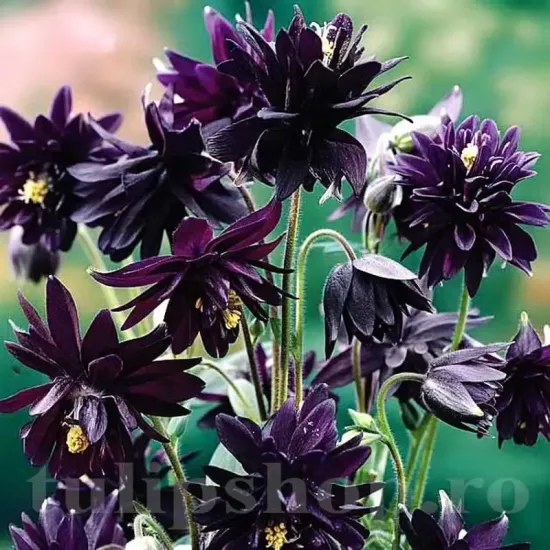 radacina aquilegia black barlow mov inchis negru
