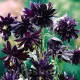 radacina aquilegia black barlow mov inchis negru
