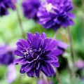 Bulbi Caldarusa Blue Barlow (Aquilegia)