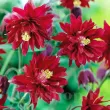 Bulbi Caldarusa Bordeaux (Aquilegia) radacina aquilegia bordeaux barlow rosu vin 110x110