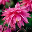 radacina aquilegia pink barlow roz pastel 110x110