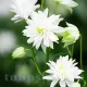 radacina aquilegia white barlow alb pur