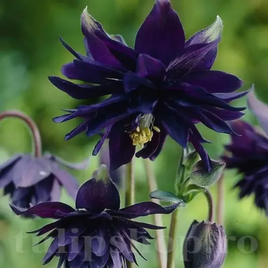 radacina caldarusa black barlow viguroasa calitate 1