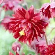 Bulbi Caldarusa Bordeaux (Aquilegia) radacina caldarusa bordeaux barlow viguroasa calitate 1 110x110