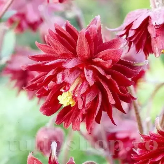 radacina caldarusa bordeaux barlow viguroasa calitate 1