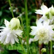 Bulbi Caldarusa White Barlow (Aquilegia) radacina caldarusa white barlow viguroasa calitate 1 110x110