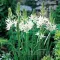 Bulbi Camassia Alba (Zambila Indiana)