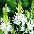 Bulbi Camassia Alba (Zambila Indiana)