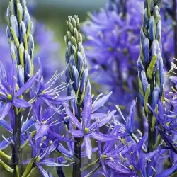 Bulbi Camassia Caerulea (Zambila Indiana)