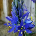 Bulbi Camassia Orion (Zambila Indiana)