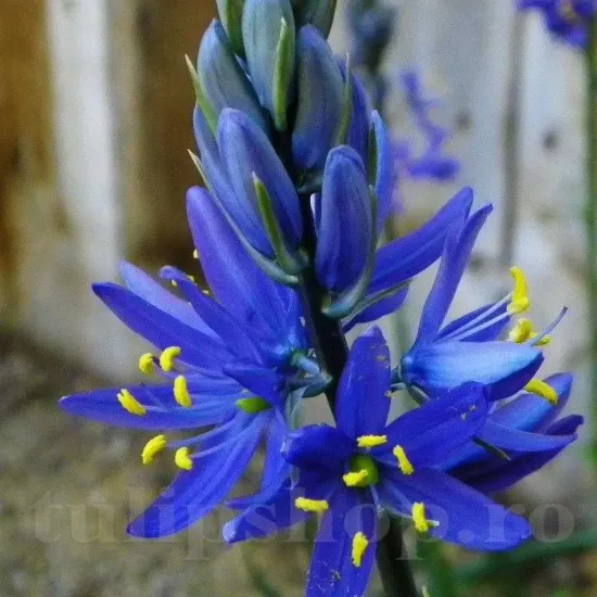 Bulbi Camassia Orion (Zambila Indiana) bulbi camassia orion tulipshop
