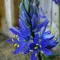 Bulbi Camassia Orion (Zambila Indiana)