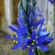 Bulbi Camassia Orion (Zambila Indiana) bulbi camassia orion tulipshop