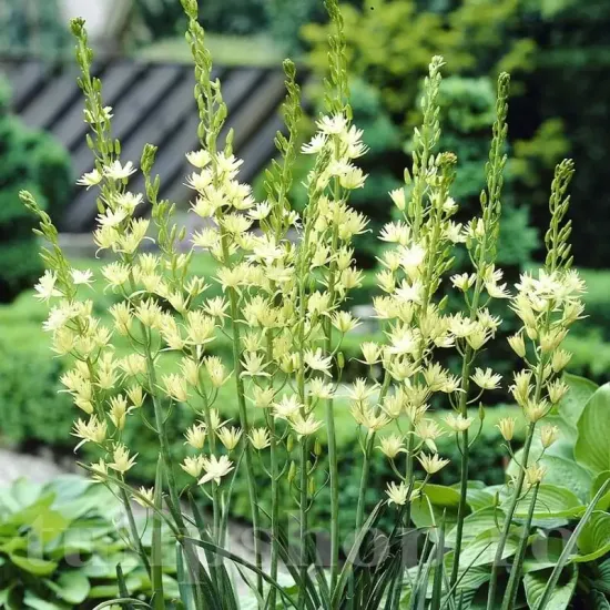 bulbi camassia semiplena alba