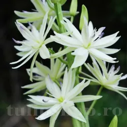 Bulbi Camassia Semiplena