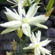 bulbi camassia semiplena alba2