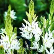 camassia alba bulbi naturalizare gradina 110x110