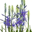 camassia caerulea bulbi naturalizare exterior 110x110