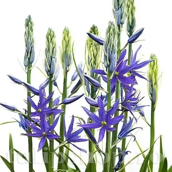 camassia caerulea bulbi naturalizare exterior
