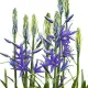 camassia caerulea bulbi naturalizare exterior