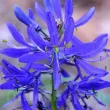 Bulbi Camassia Orion (Zambila Indiana) camassia orion bulbi naturalizare gradina 110x110