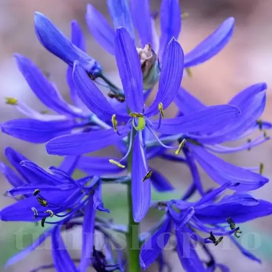 Bulbi Camassia Orion (Zambila Indiana) camassia orion bulbi naturalizare gradina