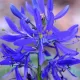 Bulbi Camassia Orion (Zambila Indiana) camassia orion bulbi naturalizare gradina