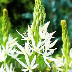 Bulbi Camassia Alba (Zambila Indiana)