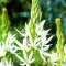 Bulbi Camassia Alba (Zambila Indiana)