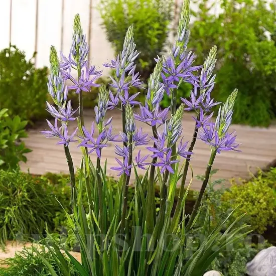 floare camassia caerulea albastru lavanda