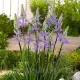 floare camassia caerulea albastru lavanda