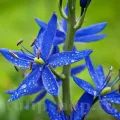 Bulbi Camassia Orion (Zambila Indiana)