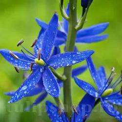 Bulbi Camassia Orion (Zambila Indiana)
